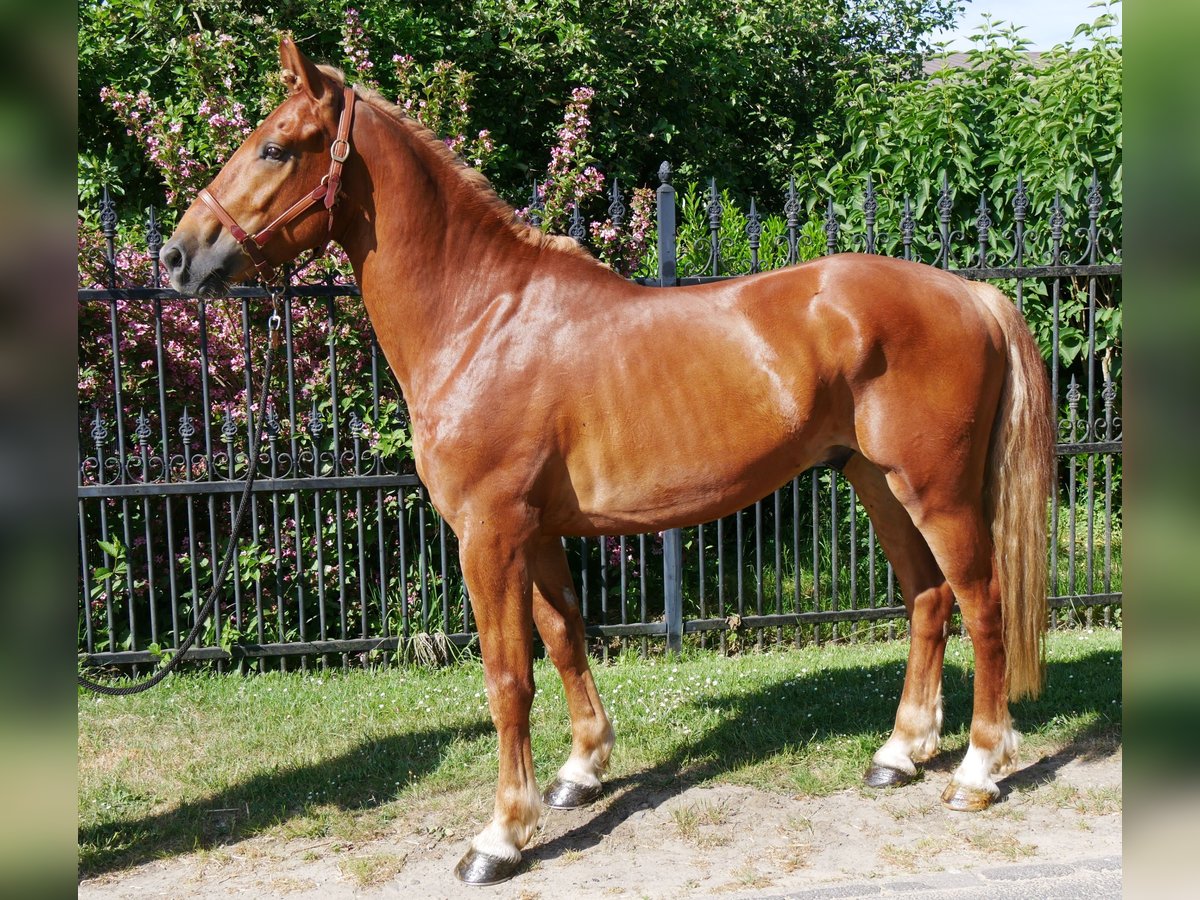 Schweres Warmblut Mix Wallach 5 Jahre 155 cm in Dorsten
