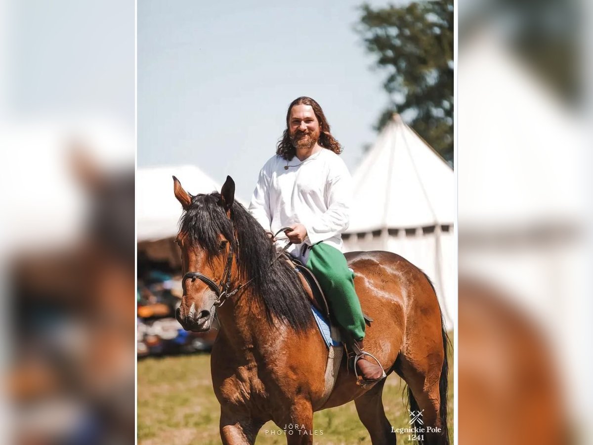 Schweres Warmblut Mix Wallach 5 Jahre 160 cm Rotbrauner in G&#xF6;rlitz