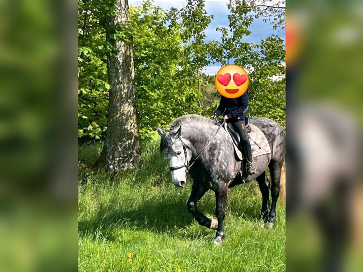 Schweres Warmblut Wallach 5 Jahre 162 cm Blauschimmel in Gutenzell-H&#xFC;rbel
