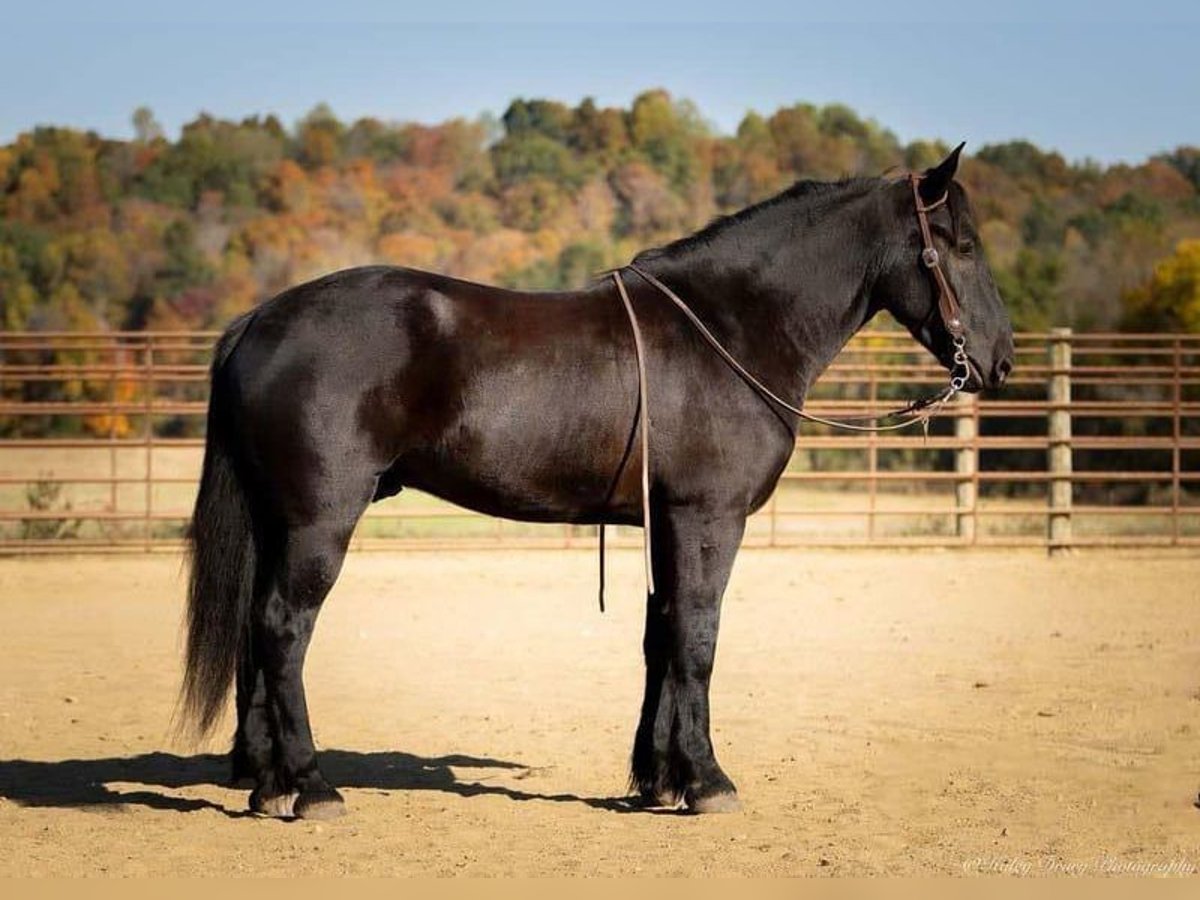 Schweres Warmblut Wallach 5 Jahre 162 cm Rappe in Meschede