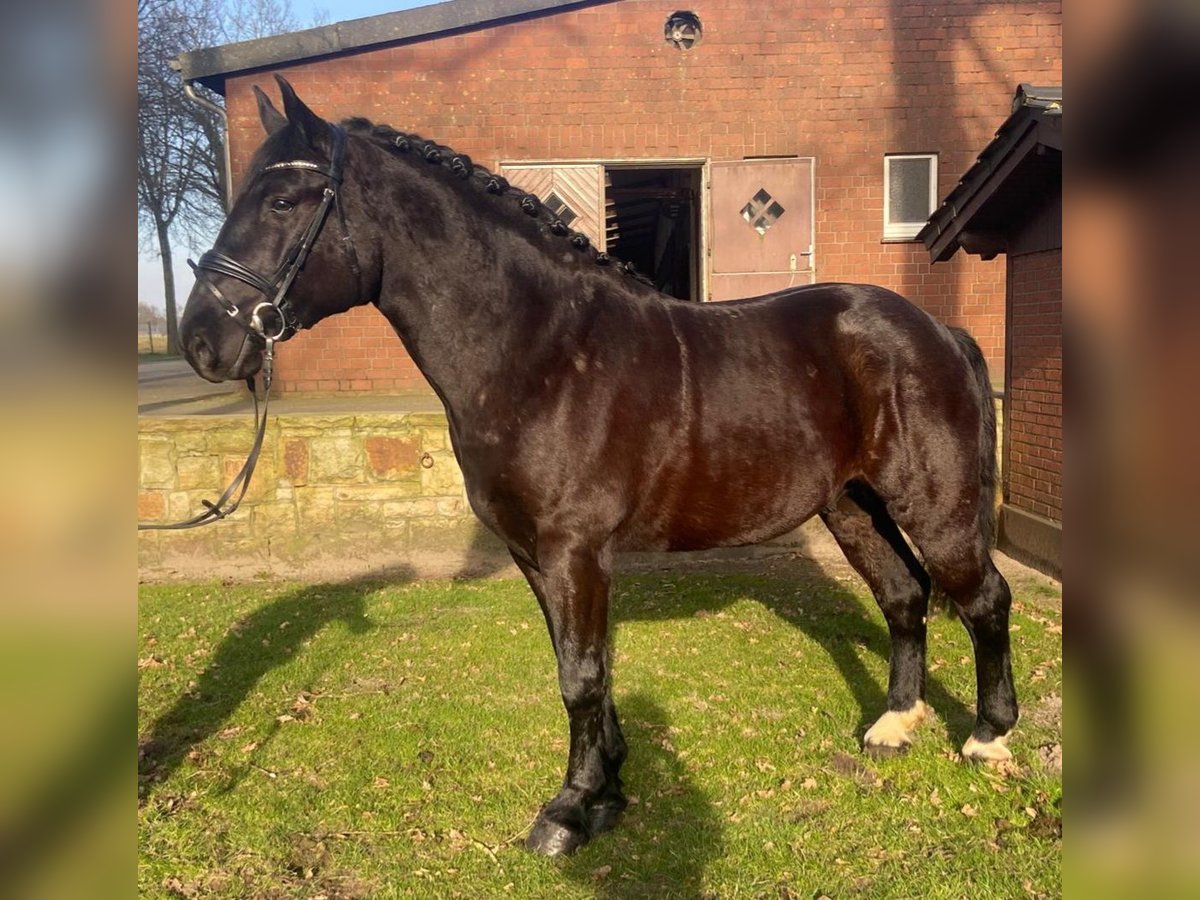 Schweres Warmblut Wallach 5 Jahre 162 cm Rappe in Hopsten