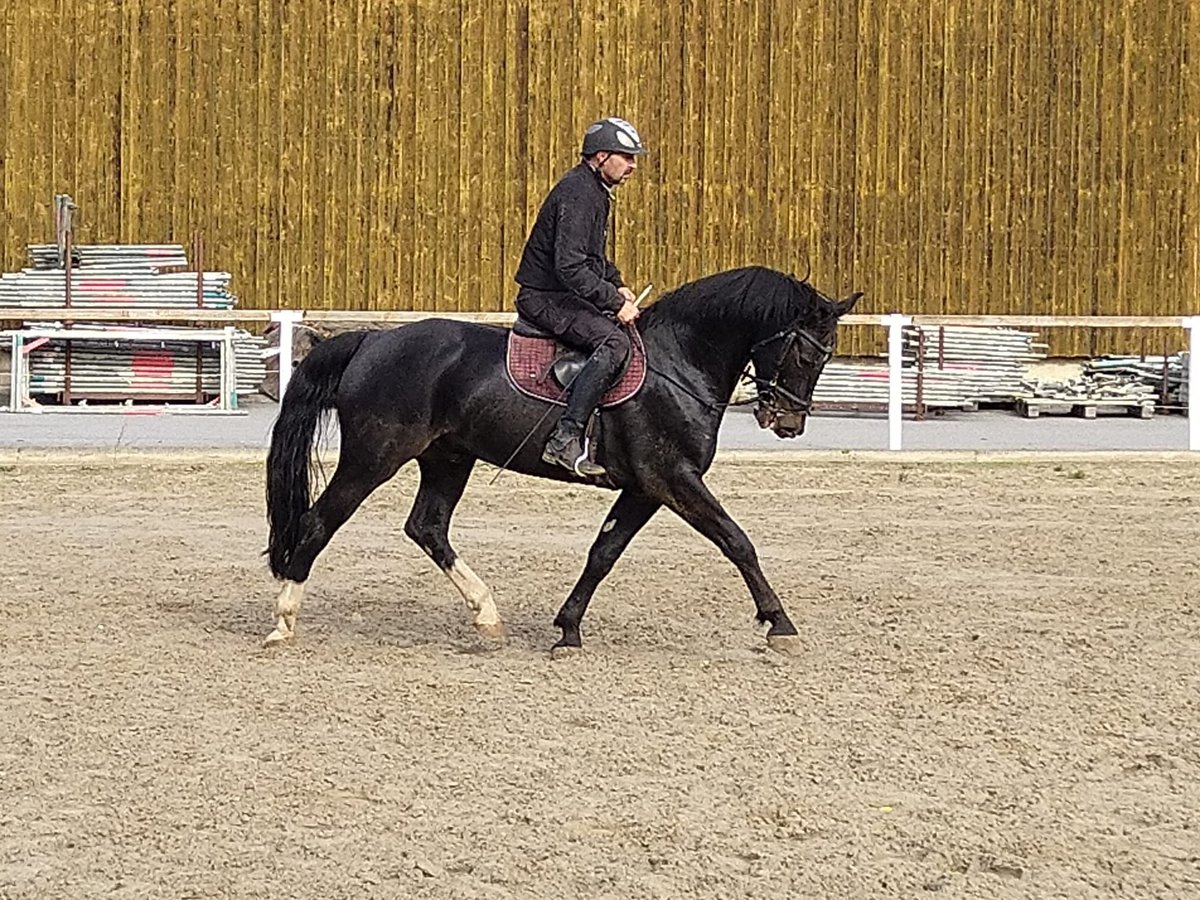 Schweres Warmblut Wallach 5 Jahre 164 cm Schwarzbrauner in Kamenz