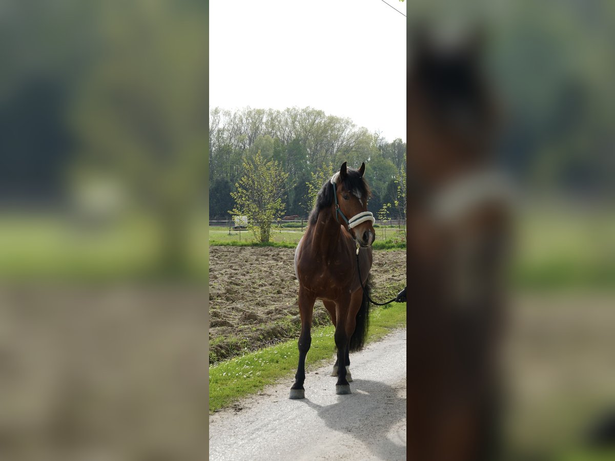 Schweres Warmblut Mix Wallach 5 Jahre 165 cm Brauner in KleveKleve