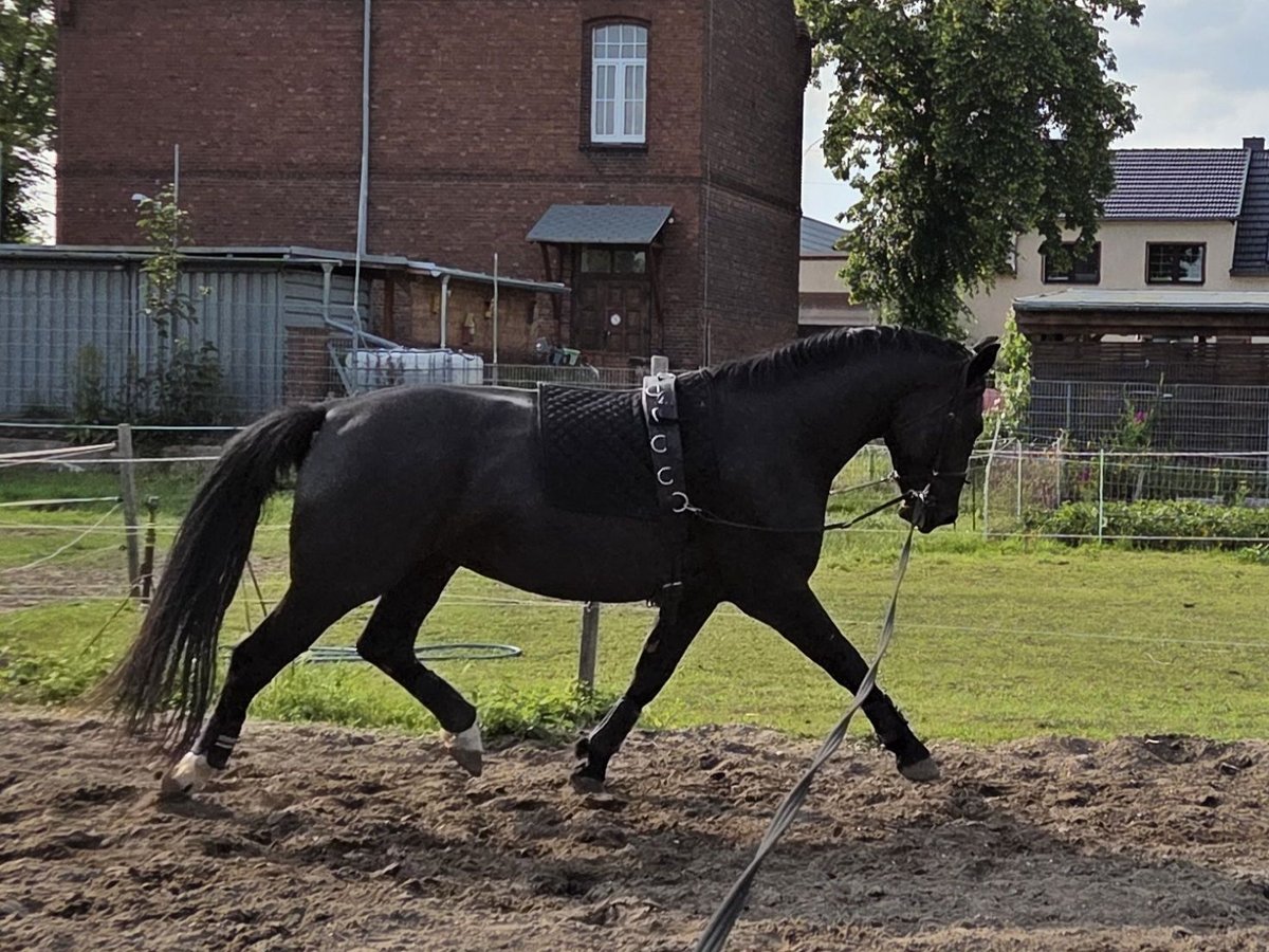 Schweres Warmblut Wallach 5 Jahre 168 cm Rappe in Zerbst