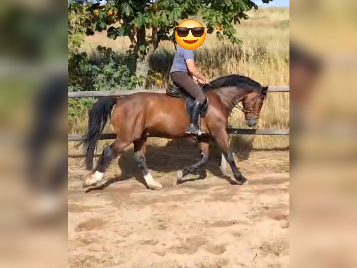 Schweres Warmblut Wallach 6 Jahre 165 cm Brauner in Altenberg