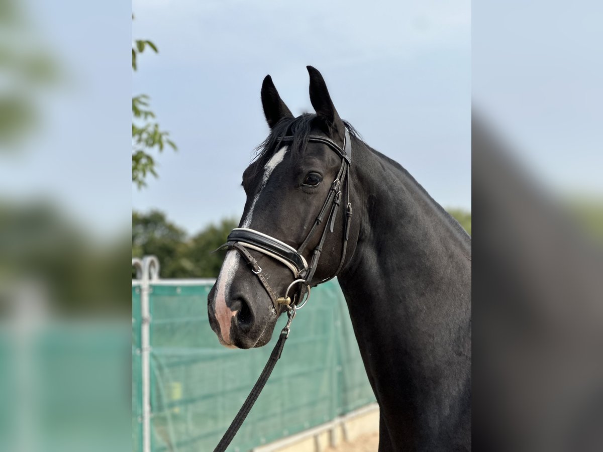 Schweres Warmblut Wallach 6 Jahre 166 cm Rappe in Bad Langensalza