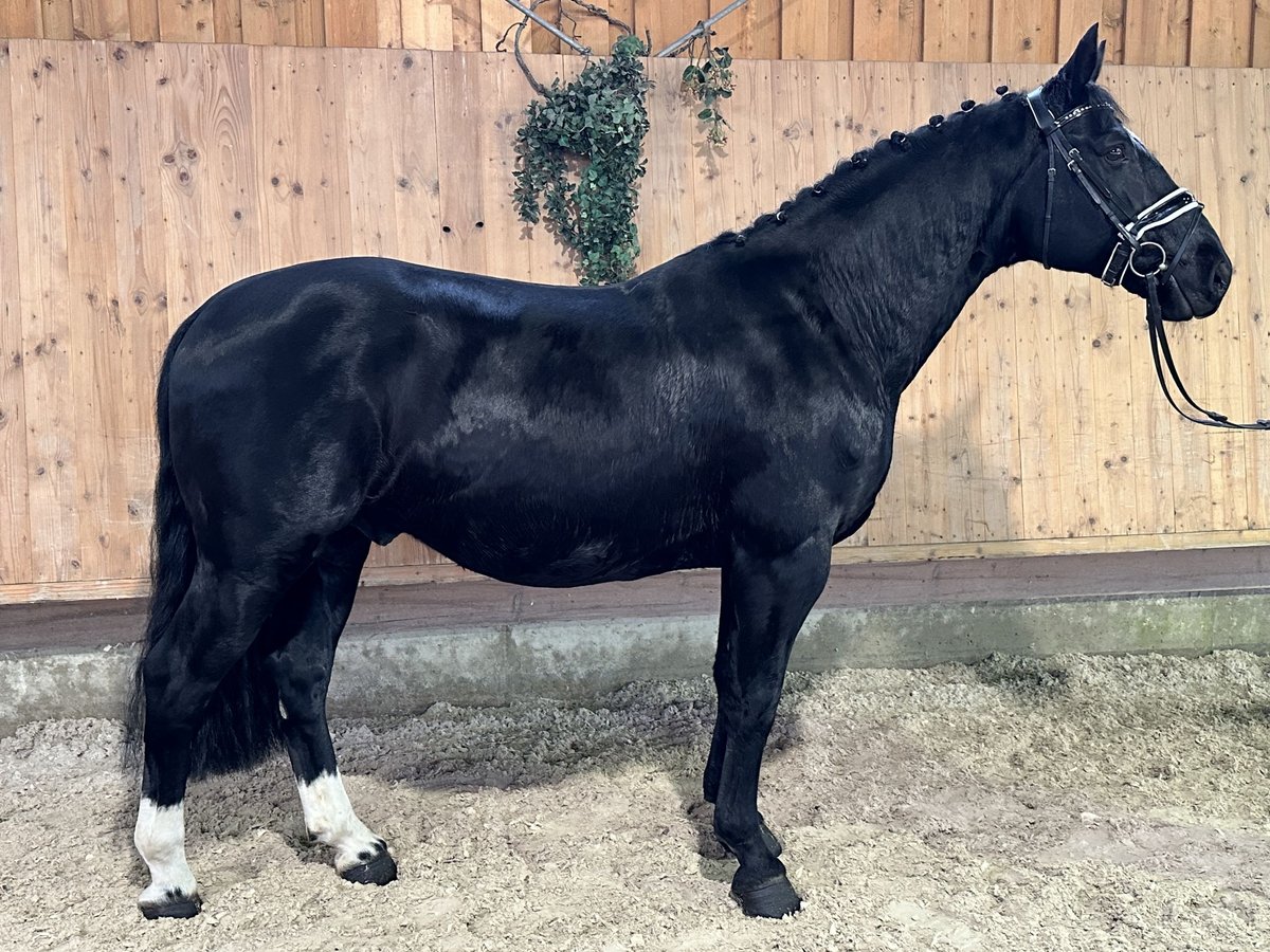 Schweres Warmblut Wallach 6 Jahre 166 cm Rappe in Riedlingen