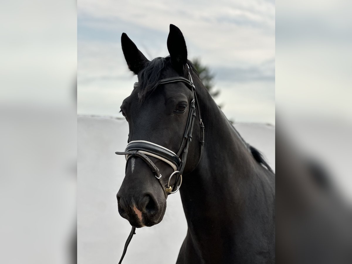 Schweres Warmblut Wallach 7 Jahre 162 cm Rappe in Bad Langensalza