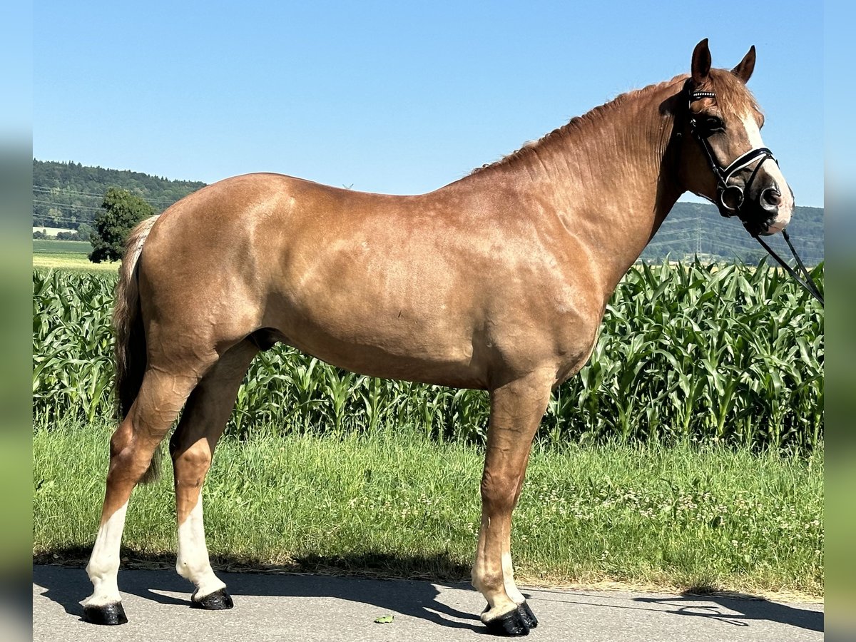 Schweres Warmblut Wallach 7 Jahre 165 cm Fuchs in Riedlingen