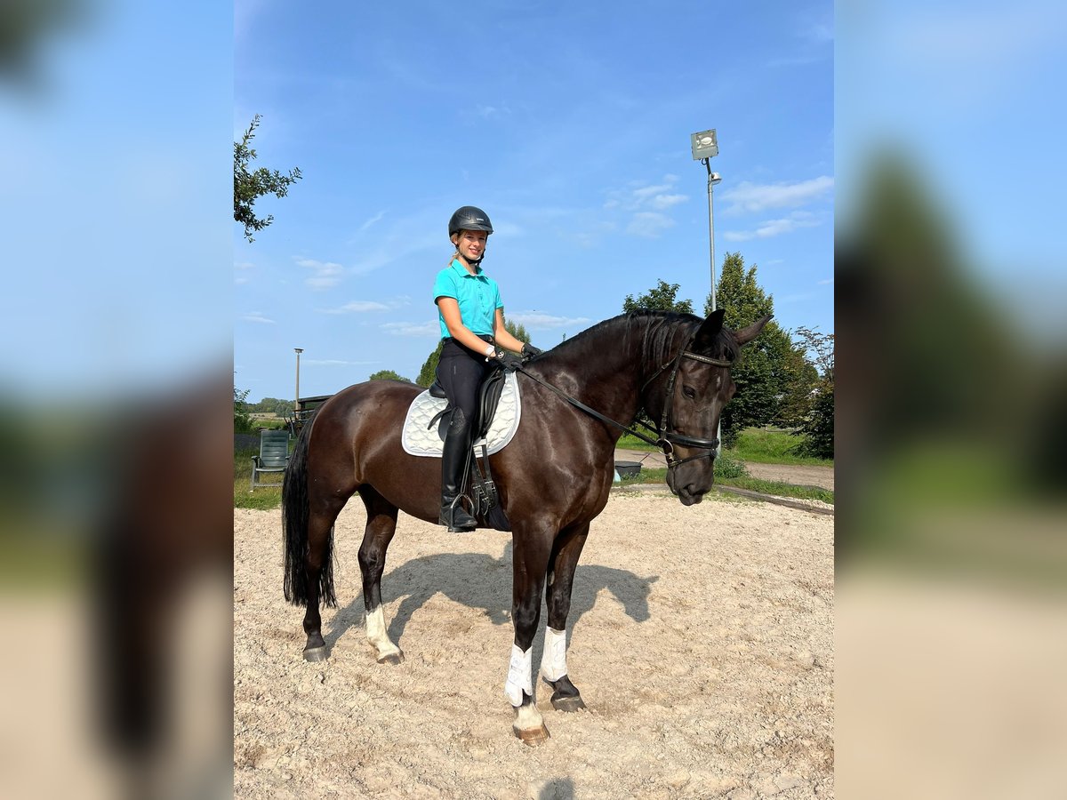 Schweres Warmblut Wallach 7 Jahre 170 cm Rappe in Leipzig