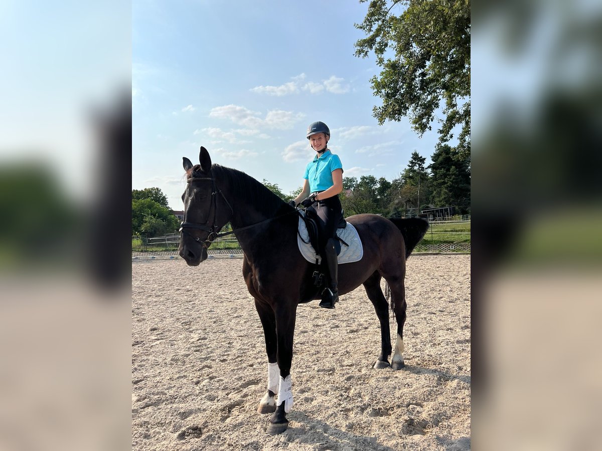 Schweres Warmblut Wallach 7 Jahre 170 cm Rappe in Borsdorf