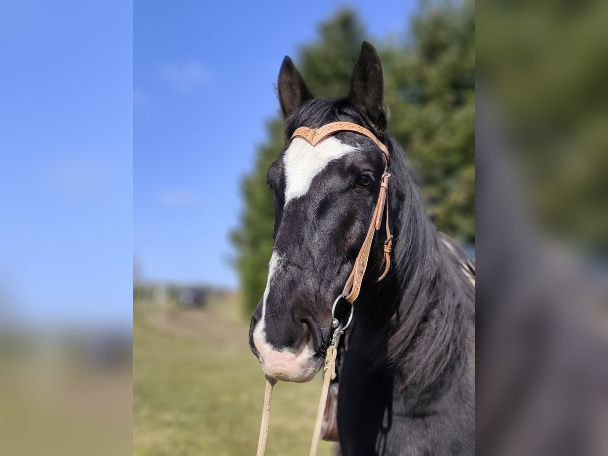 Schweres Warmblut Wallach 9 Jahre 160 cm Rappe in Schollbrunn