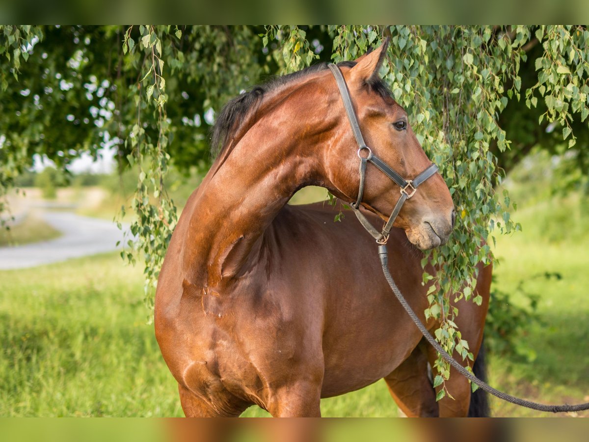 Schweres Warmblut Wallach 9 Jahre 174 cm Brauner in Hessisch Lichtenau
