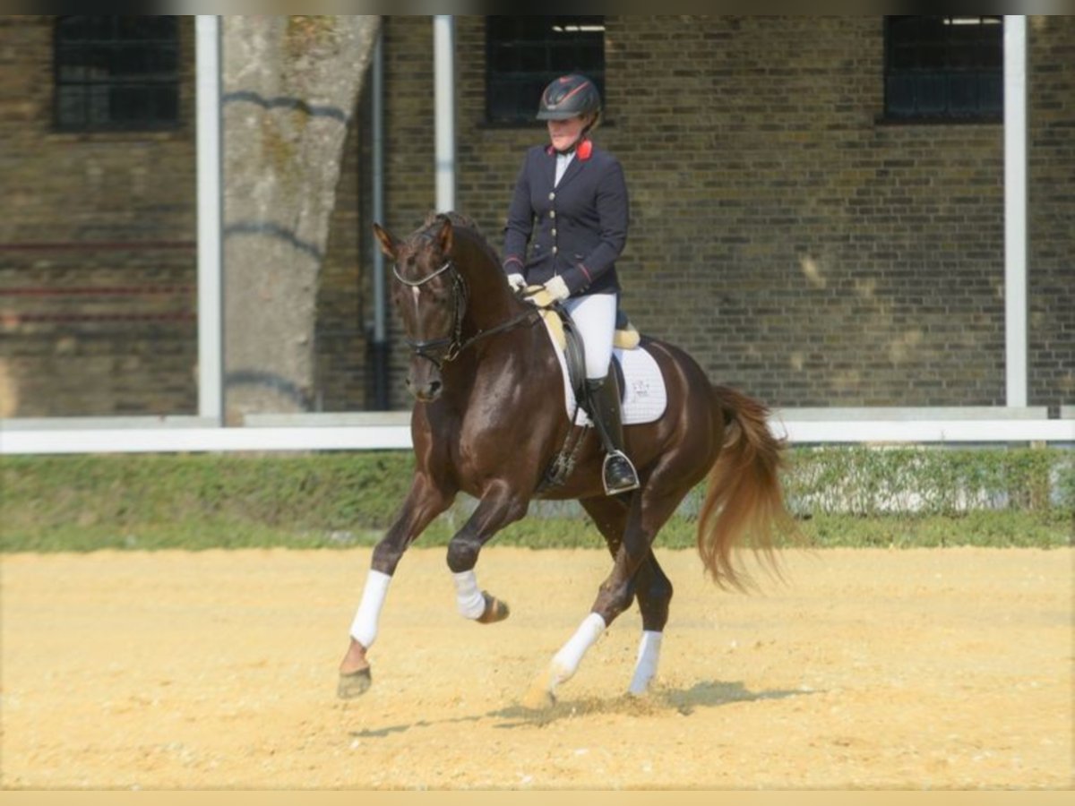 SELECTRIC Westphalian Stallion Chestnut in Warendorf