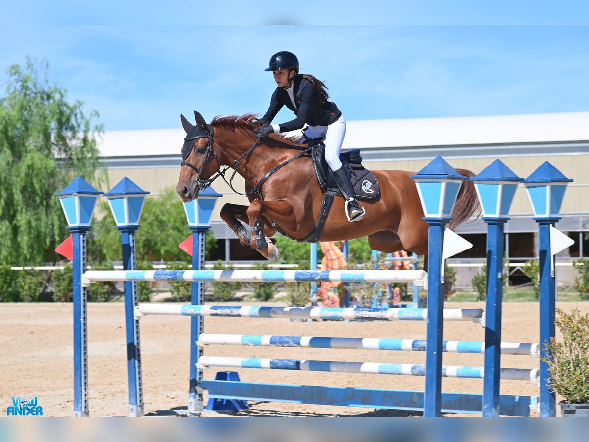 Sella Italiano Caballo castrado 11 años 163 cm Alazán-tostado in Rome