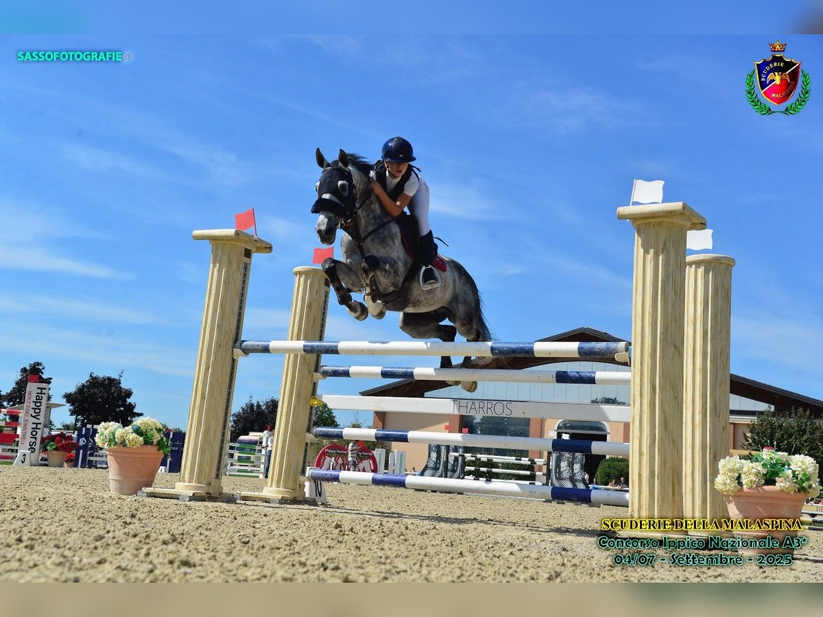 Sella Italiano Caballo castrado 14 años 150 cm Tordo in Carbonara Scrivia