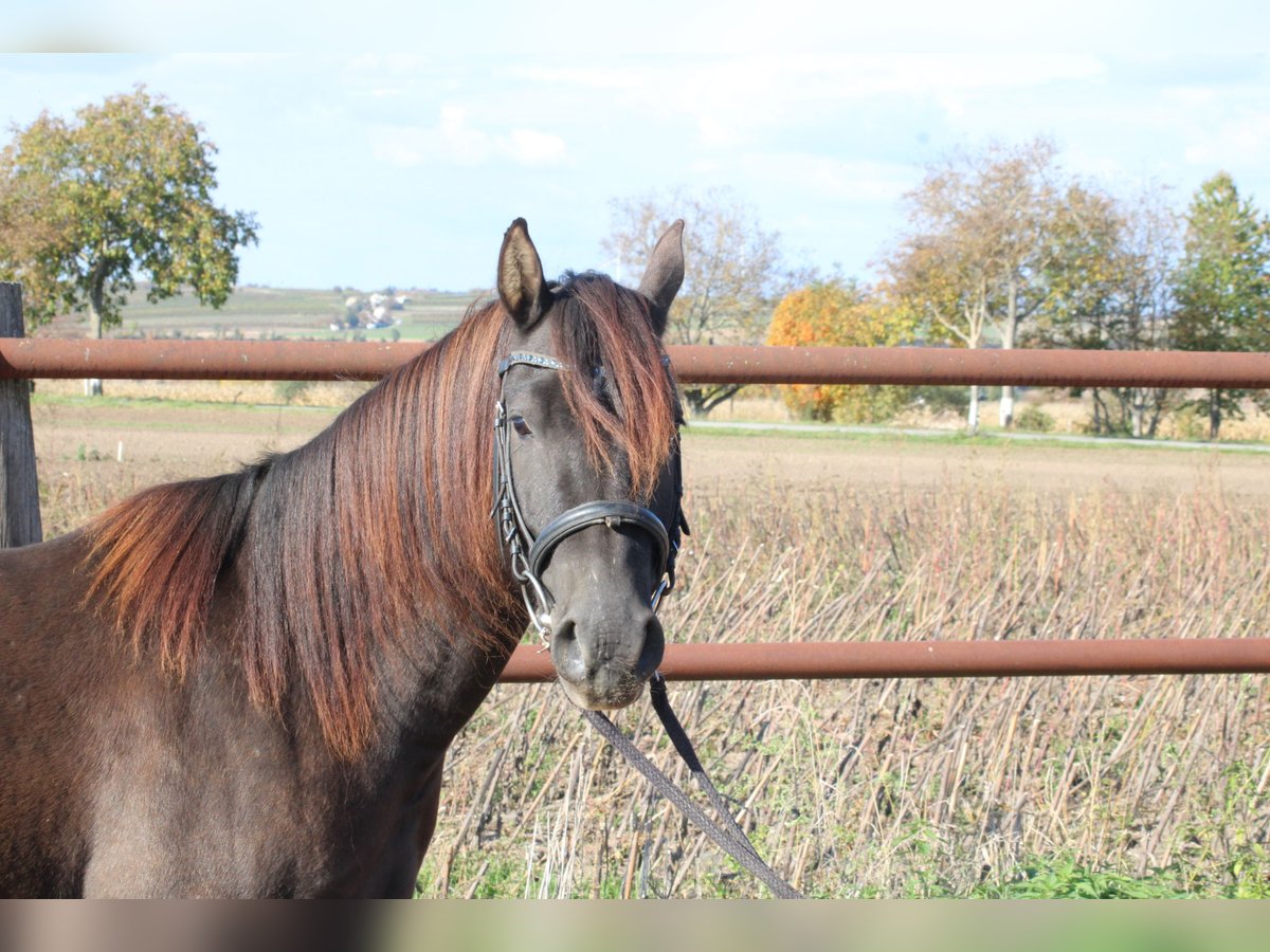 Sella Italiano Mestizo Caballo castrado 3 años 140 cm Castaño oscuro in Hohenruppersdorf