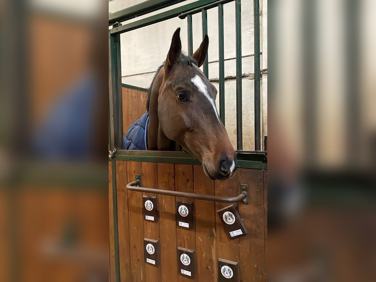 Sella Italiano Caballo castrado 7 años 163 cm Castaño in Boschetto