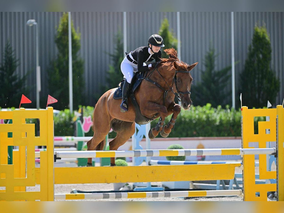Sella Italiano Castrone 12 Anni 170 cm Sauro scuro in Gy&#x151;r-Moson-Sopron