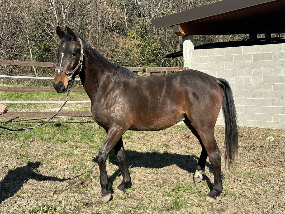 Sella Italiano Castrone 3 Anni 161 cm Baio scuro in Como