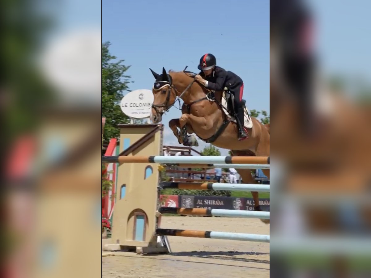 Sella Italiano Castrone 7 Anni 170 cm Sauro in Narni scalo