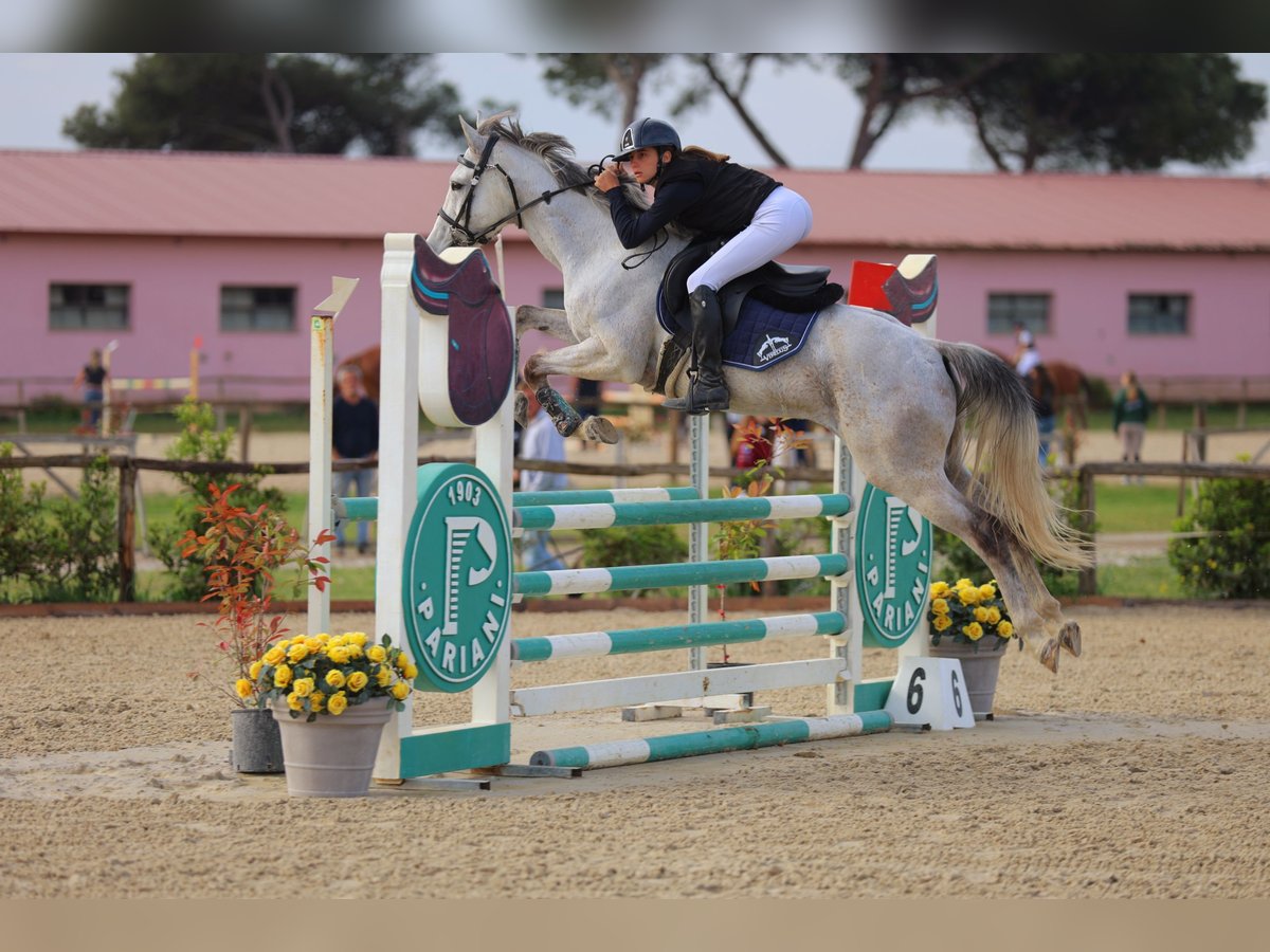 Sella Italiano Castrone 8 Anni 155 cm Grigio in Sarzana
