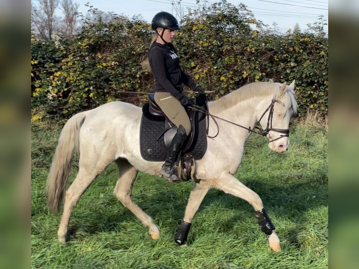 Sella Italiano Castrone 8 Anni 157 cm Cremello in Oberhausen