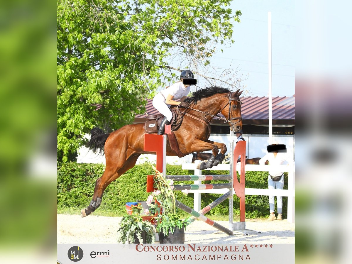 Sella Italiano Gelding 10 years Brown in Sterzing