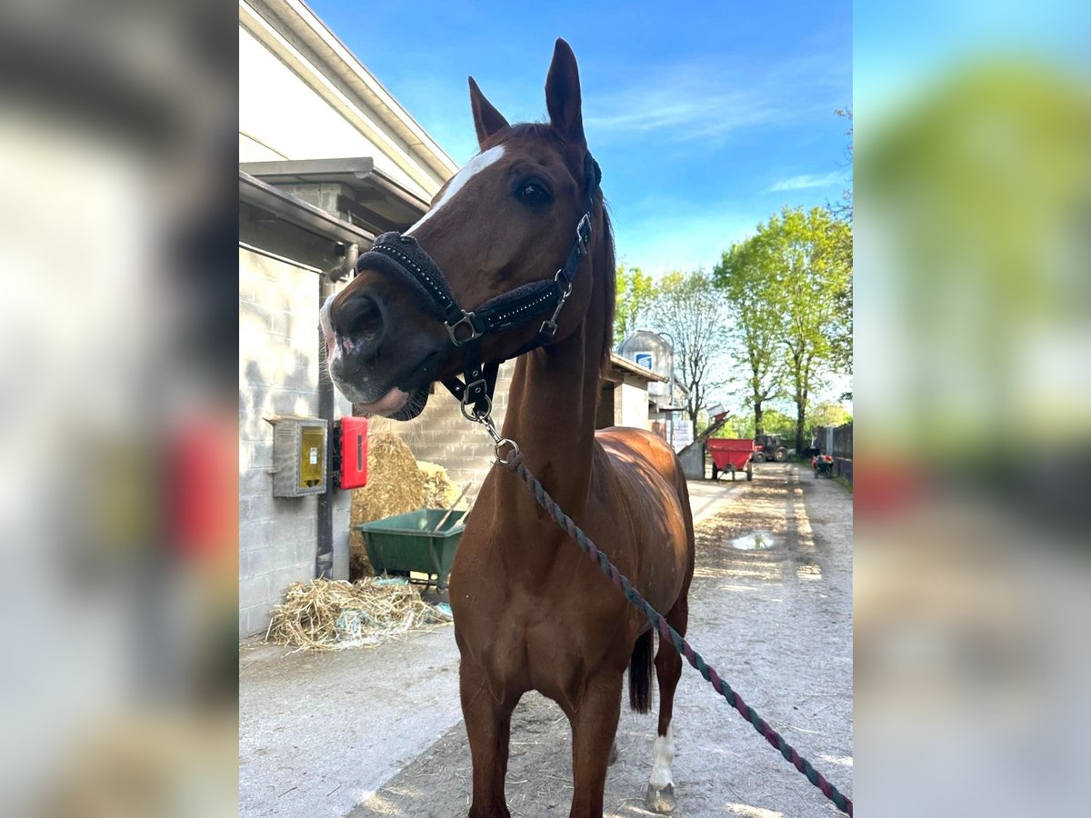 Sella Italiano Gelding 17 years Chestnut-Red in seregno centro ippico il dosso