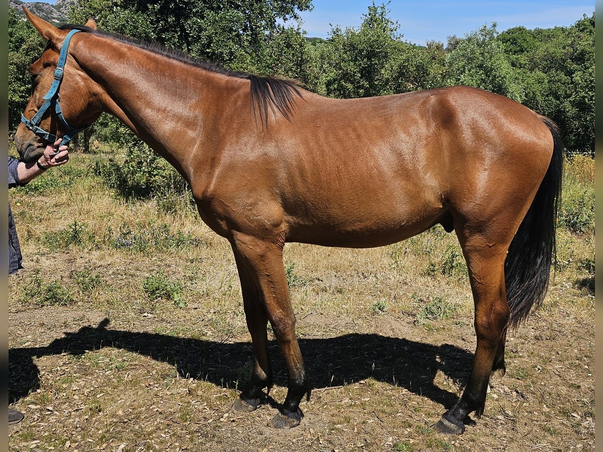 Sella Italiano Gelding 2 years 16,2 hh Bay-Dark in Tempio Pausania