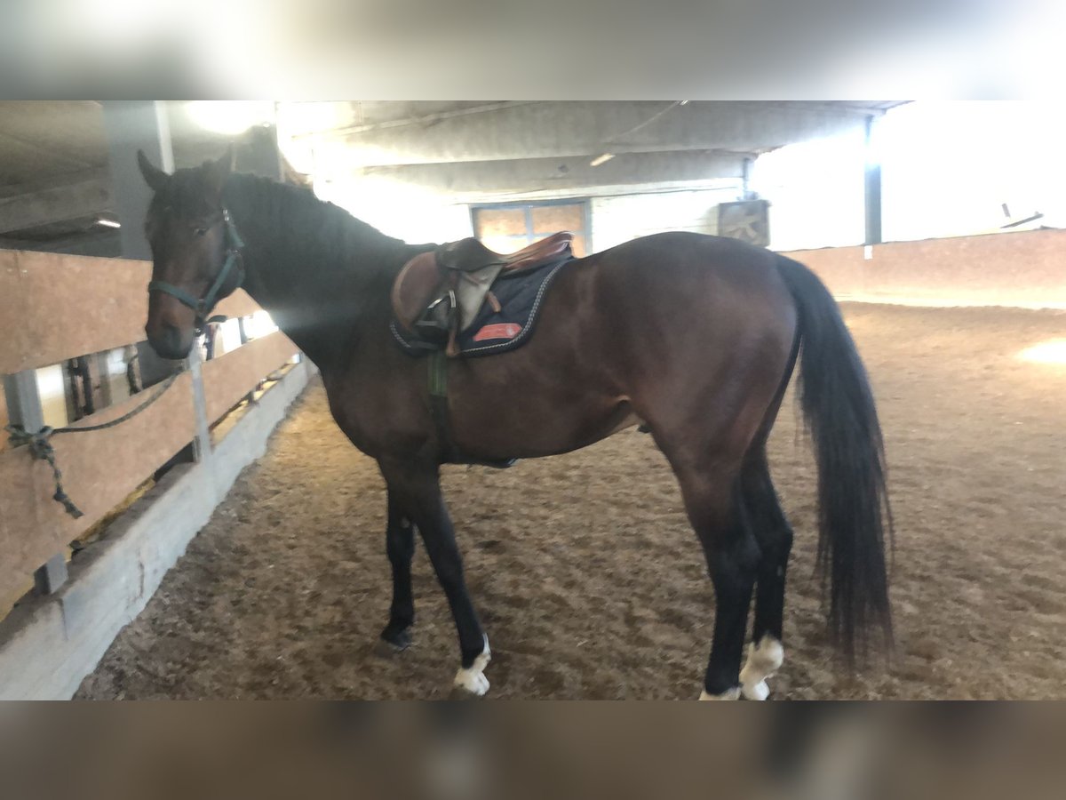 Sella Italiano Gelding 4 years 16,3 hh Bay-Dark in mesero