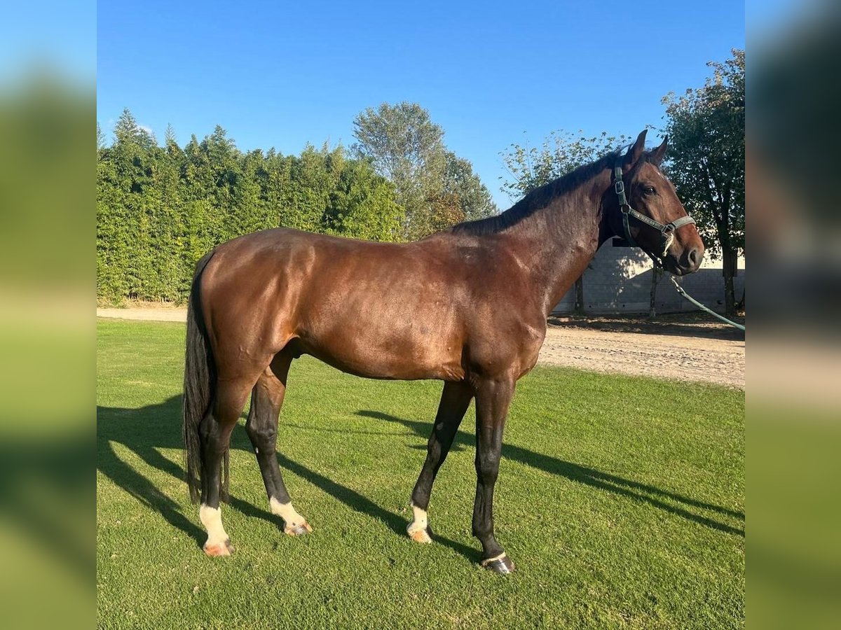 Sella Italiano Gelding 4 years 16,3 hh Bay-Dark in Mesero