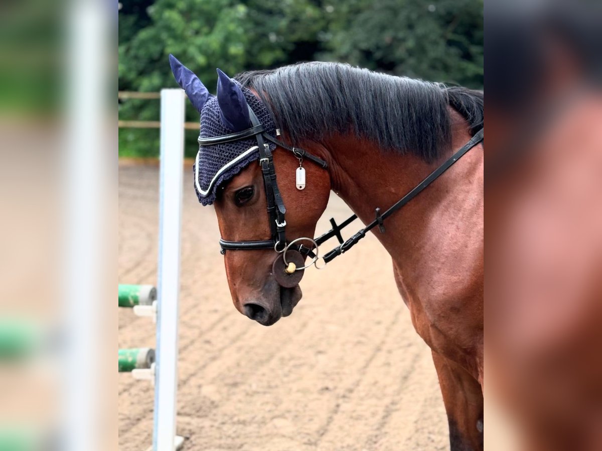 Sella Italiano Mix Gelding 5 years 14,1 hh Brown in Cisliano