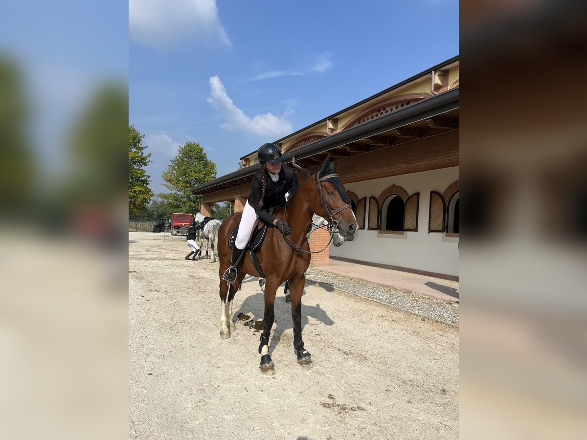 Sella Italiano Gelding 6 years 16,2 hh Brown in Milano