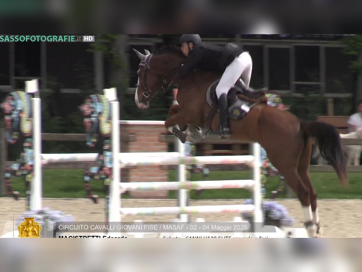 Sella Italiano Gelding 6 years 16,2 hh Chestnut-Red in Milano