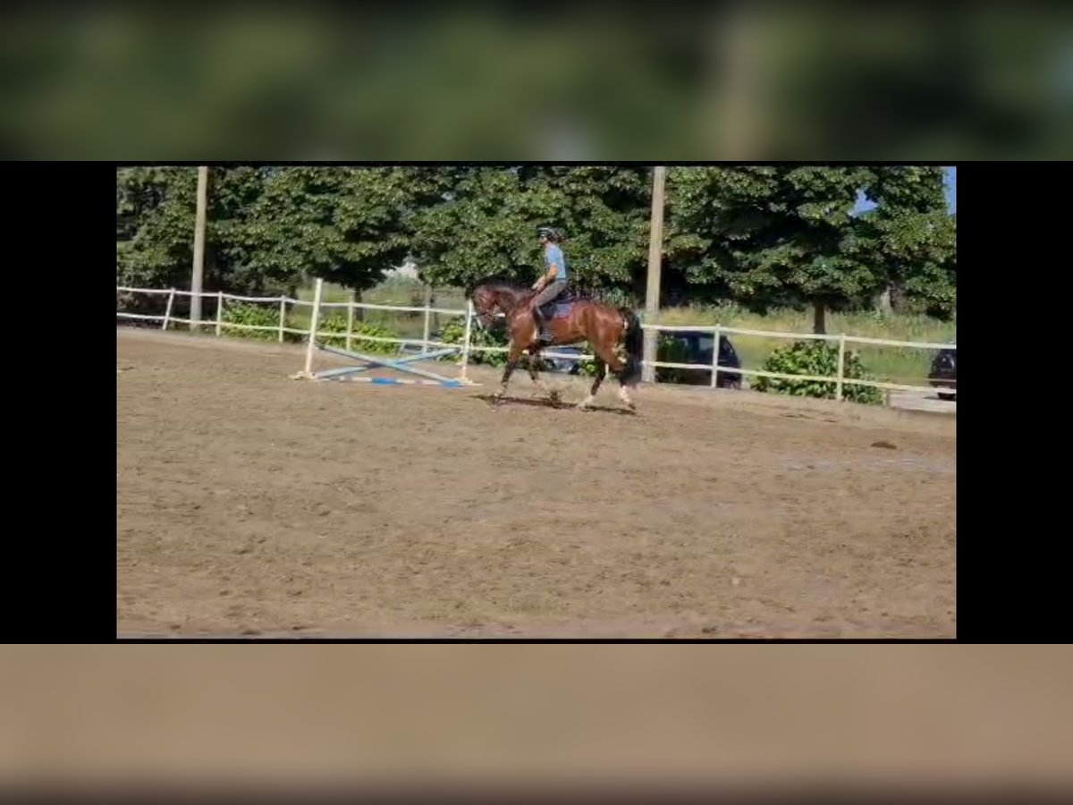 Sella Italiano Gelding 7 years 16,2 hh Bay in Cecina Marina