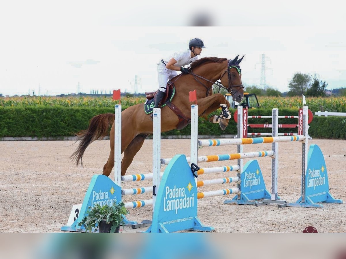 Sella Italiano Gelding 9 years 17 hh Chestnut-Red in Caselle Di Sommacampagna