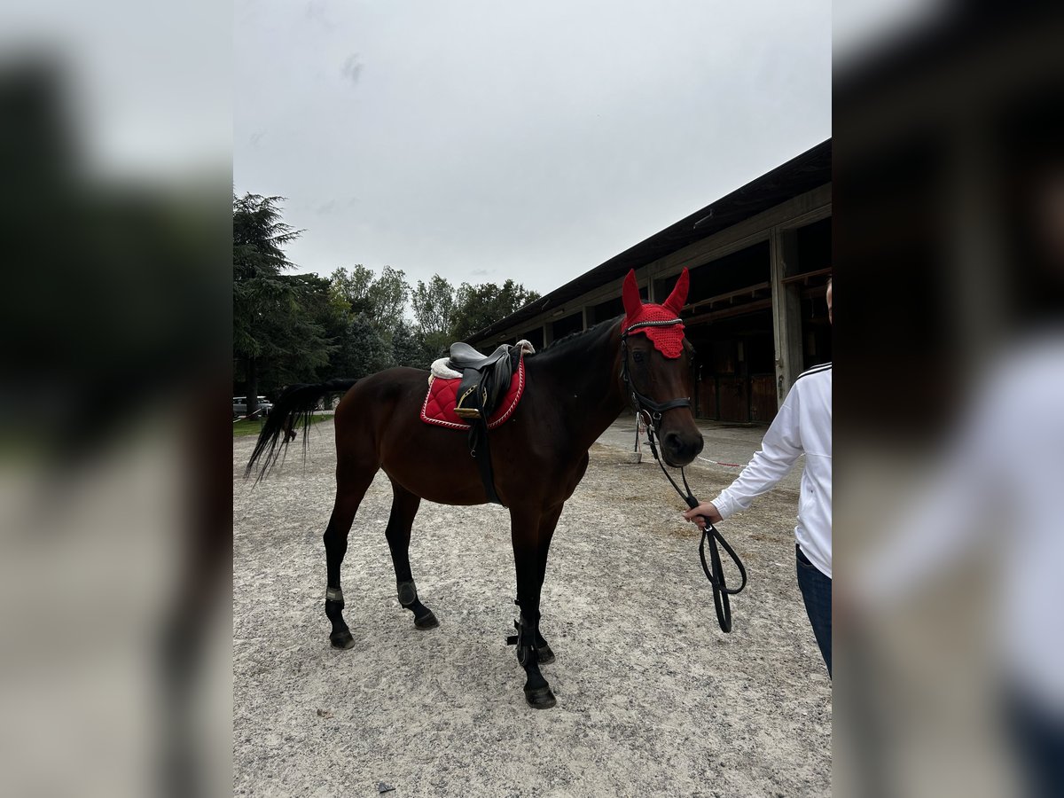 Sella Italiano Giumenta 17 Anni 160 cm Baio ciliegia in Novi Ligure