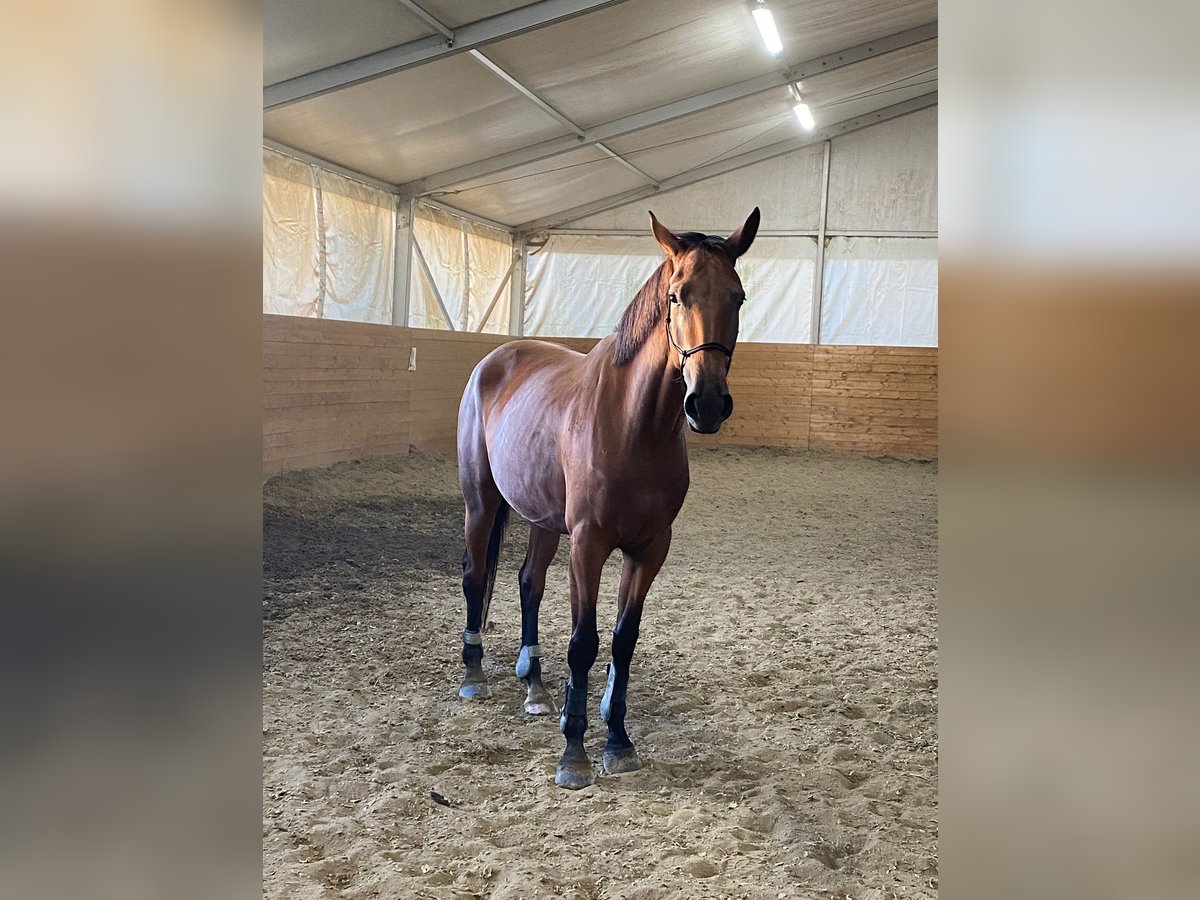 Sella Italiano Giumenta 6 Anni 180 cm Baio in Cecina