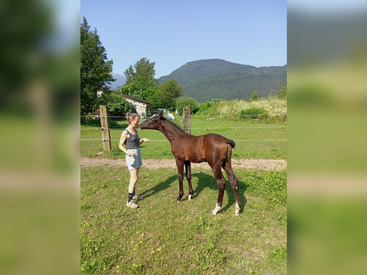 Sella Italiano Hengst veulen (05/2024) Bruin in Tolmezzo