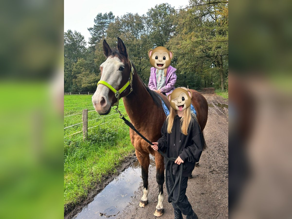 Sella Italiano Klacz 11 lat 160 cm Jasnogniada in HünxeHünxe