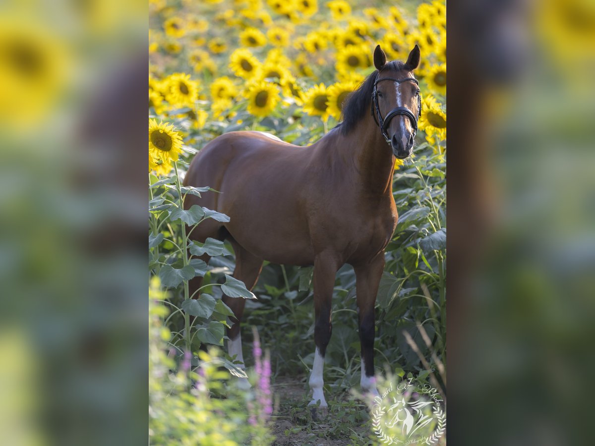 Sella Italiano Klacz 6 lat 166 cm Gniada in Tarcento