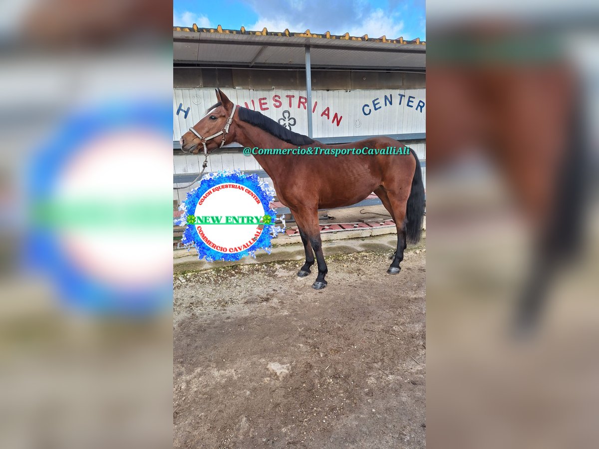 Sella Italiano Mix Mare 11 years 15,2 hh Bay-Dark in Solarino