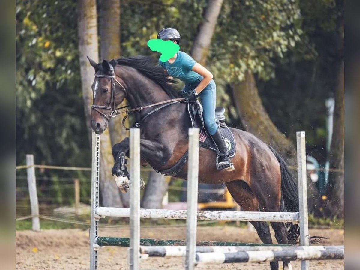 Sella Italiano Mare 14 years 16,1 hh Brown in L&#8217; Aquila