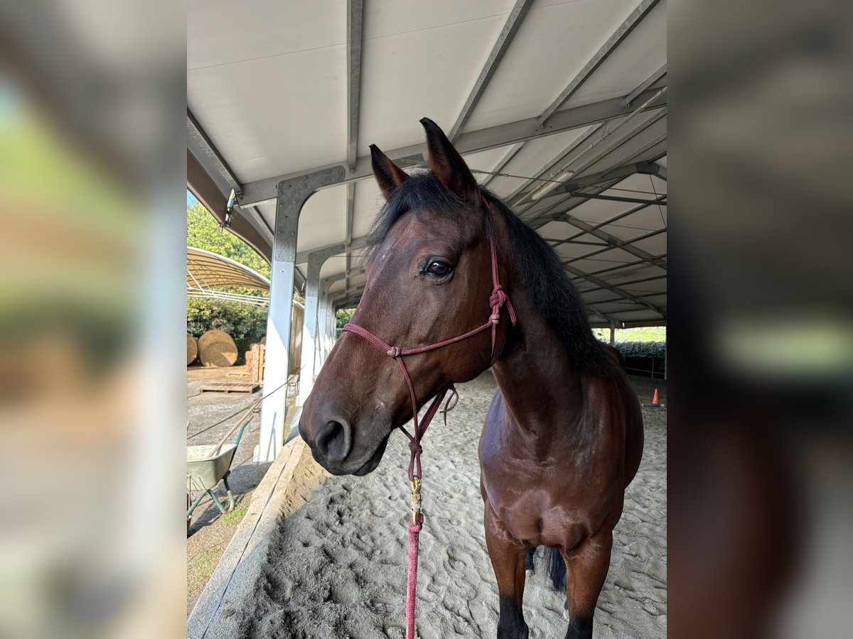 Sella Italiano Mare 14 years 16,1 hh Brown in Barzago