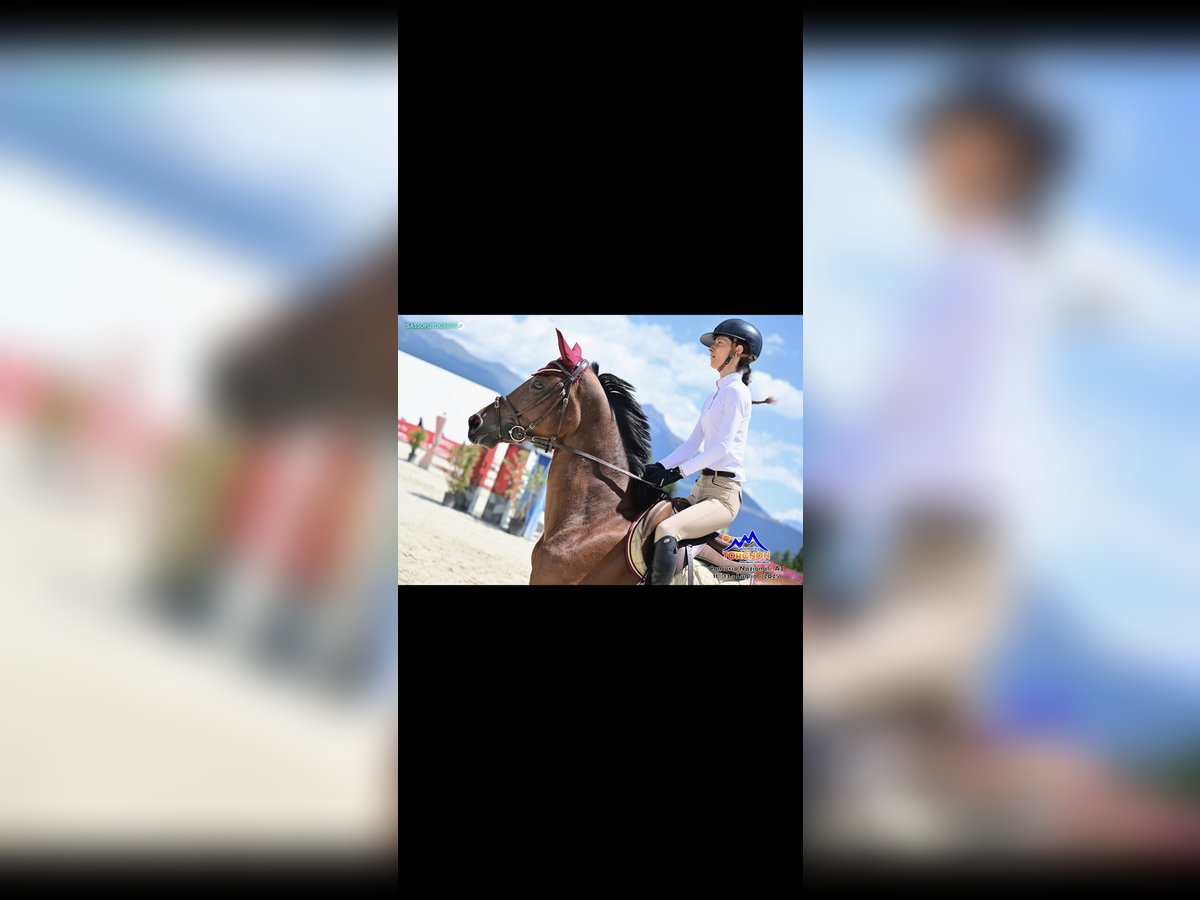 Sella Italiano Mare 15 years 16,1 hh Brown in Lodi