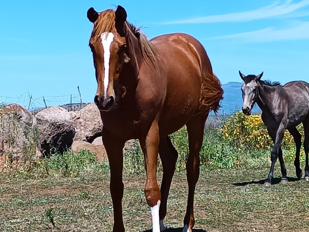 Sella Italiano Mare 1 year 16,2 hh Chestnut-Red in Cuglieri