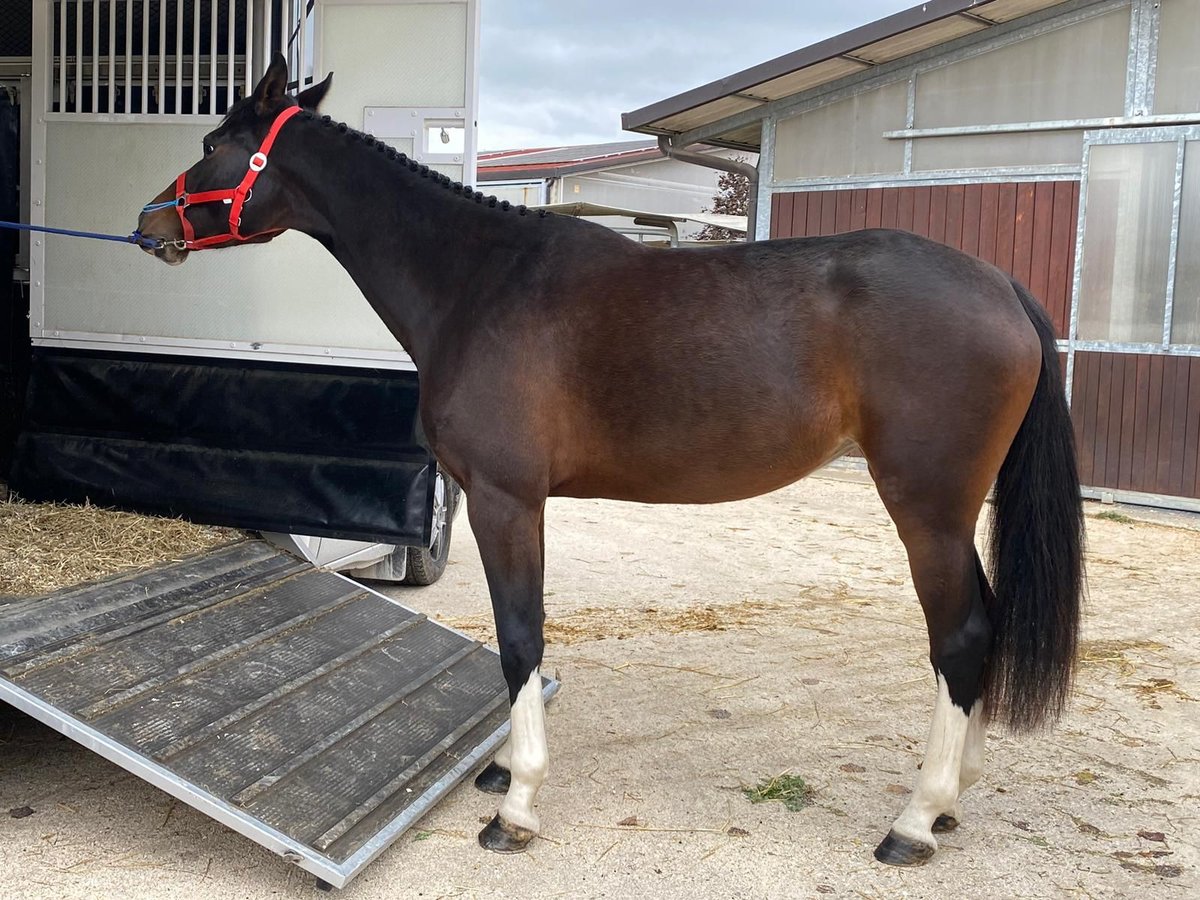 Sella Italiano Mare 5 years 16 hh Brown in San Lazzaro Di Savena Sella Italiano Mare 5 years 16 hh Brown in San Lazzaro Di Savena