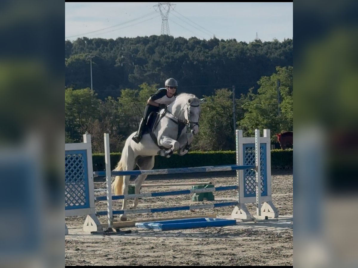 Sella Italiano Mare 5 years 16,2 hh Grey in Sesto Calende