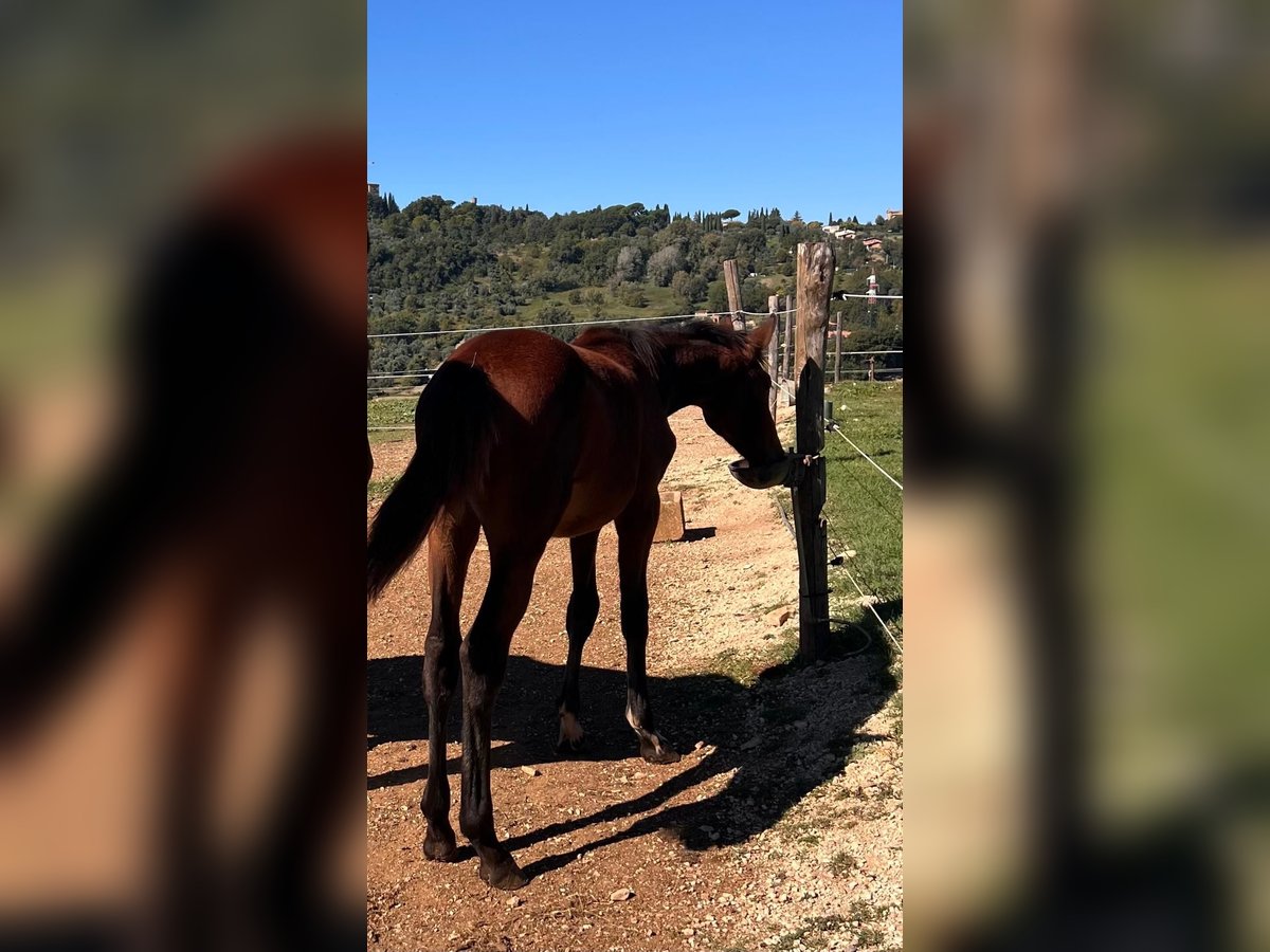 Sella Italiano Mare Foal (04/2025) Brown-Light in Roccantica